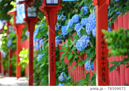 埼玉県川越市　川越八幡宮の参道のあじさい 76509072