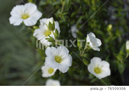 Mountain sandwort Mountain sandwort 76509306