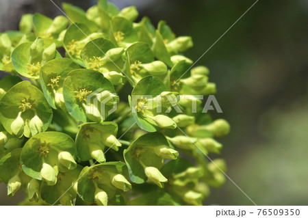 Wulfens spurge 76509350