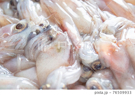 生のホタルイカ 76509933