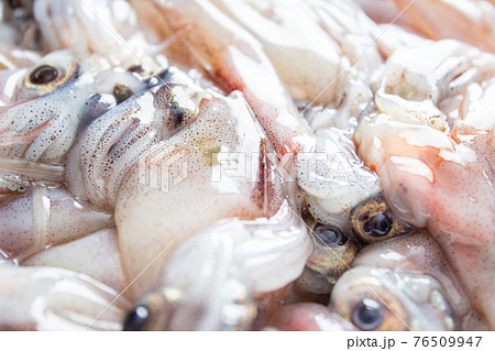 生のホタルイカ 76509947