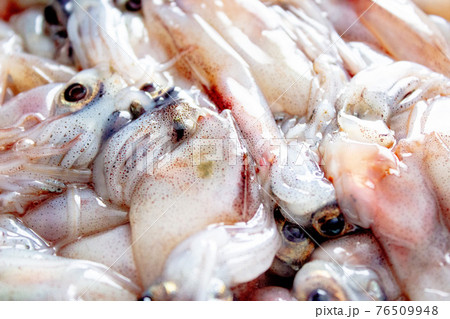 生のホタルイカ 76509948