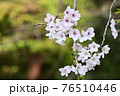 暖かい陽射しと淡いピンク色の桜が美しい日本の春 76510446