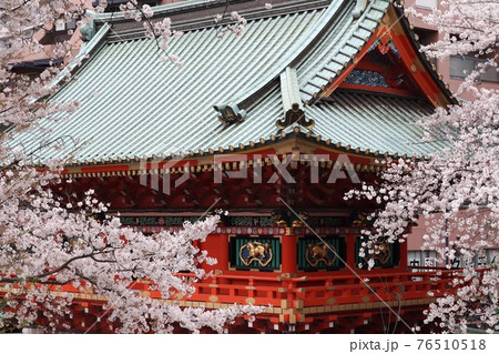 ＜東京都＞神田明神の桜 76510518