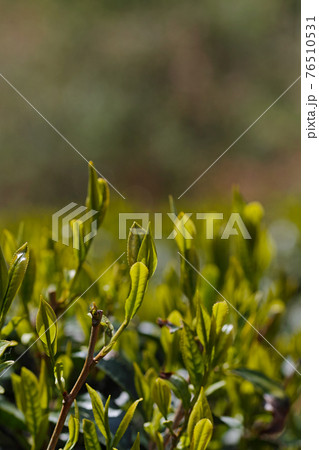 新芽の茶畑 新芽の茶畑 76510531