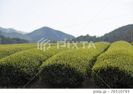 新芽の出ている茶畑 76510793