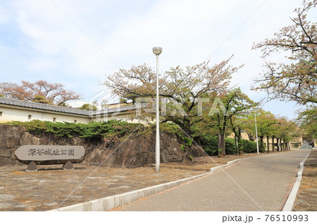 深谷城址公園　正面入り口と桜並木　埼玉県深谷市 76510993