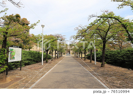 深谷城址公園　正面入り口と桜並木　埼玉県深谷市 76510994