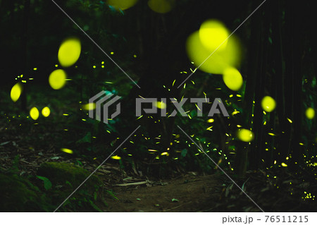 fireflies glowing in the bush at night in taiwan fireflies glowing in the bush at night in taiwan 76511215