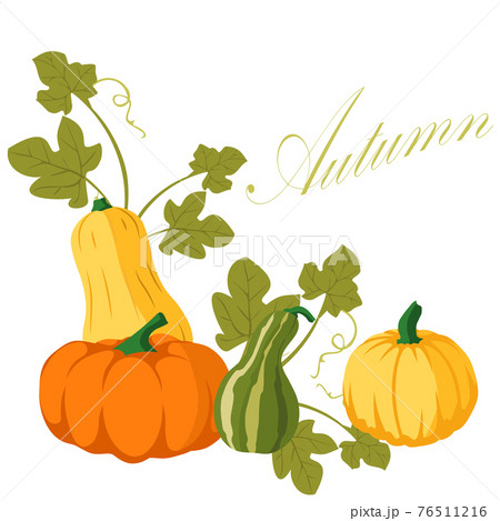 Pumpkin set vector 76511216