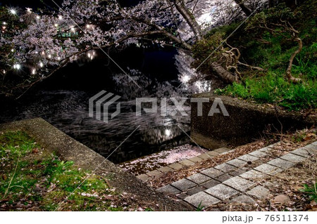 水面を流れる桜の花びら 76511374