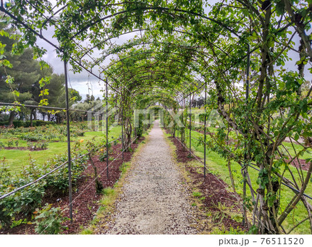 rose garden pergola 76511520