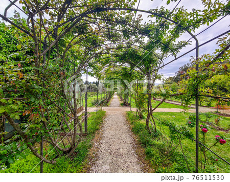 rose garden pergola 76511530