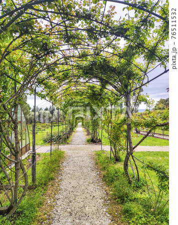 rose garden pergola 76511532