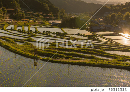 奈良県明日香村細川の夕刻の棚田を撮影 奈良県明日香村細川の夕刻の棚田を撮影 76511538