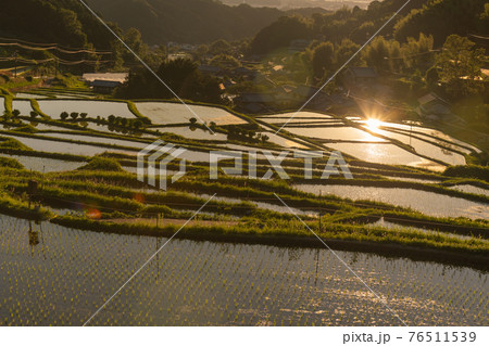 奈良県明日香村細川の夕刻の棚田を撮影 奈良県明日香村細川の夕刻の棚田を撮影 76511539