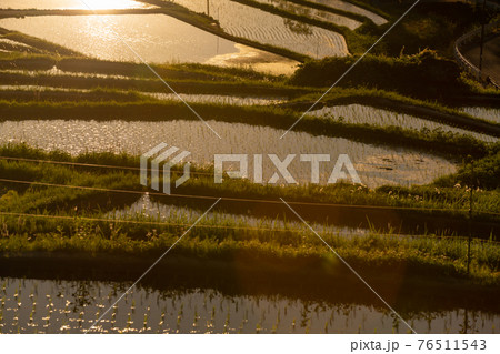 奈良県明日香村細川の夕刻の棚田を撮影 76511543