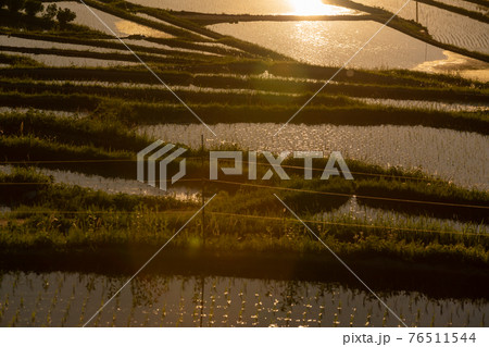 奈良県明日香村細川の夕刻の棚田を撮影 76511544