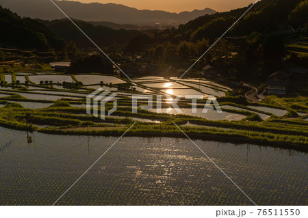 奈良県明日香村細川の夕刻の棚田を撮影 奈良県明日香村細川の夕刻の棚田を撮影 76511550