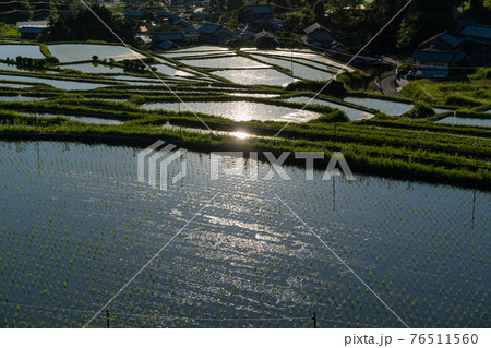 奈良県明日香村細川の夕刻の棚田を撮影 奈良県明日香村細川の夕刻の棚田を撮影 76511560