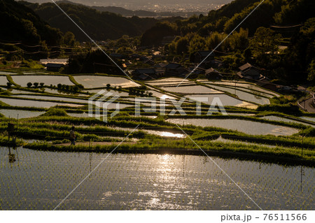 奈良県明日香村細川の夕刻の棚田を撮影 76511566