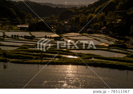 奈良県明日香村細川の夕刻の棚田を撮影 奈良県明日香村細川の夕刻の棚田を撮影 76511567