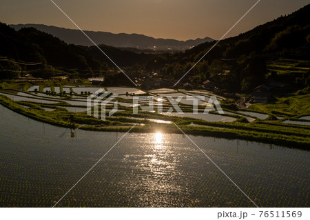 奈良県明日香村細川の夕刻の棚田を撮影 奈良県明日香村細川の夕刻の棚田を撮影 76511569