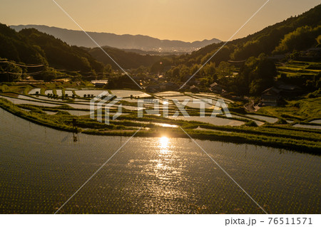 奈良県明日香村細川の夕刻の棚田を撮影 奈良県明日香村細川の夕刻の棚田を撮影 76511571