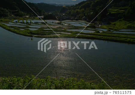 奈良県明日香村細川の夕刻の棚田を撮影 奈良県明日香村細川の夕刻の棚田を撮影 76511575
