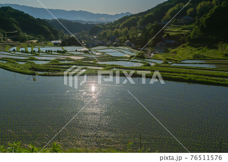 奈良県明日香村細川の夕刻の棚田を撮影 奈良県明日香村細川の夕刻の棚田を撮影 76511576