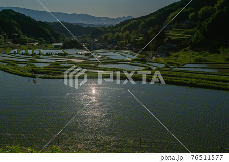 奈良県明日香村細川の夕刻の棚田を撮影 76511577