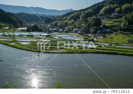 奈良県明日香村細川の夕刻の棚田を撮影 奈良県明日香村細川の夕刻の棚田を撮影 76511615