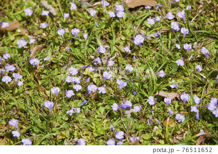 ムラサキサギゴケ 76511652