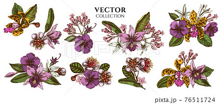 Flower bouquet of colored laelia, feijoa flowers, glory bush, papilio torquatus, cinchona, cattleya Flower bouquet of colored laelia, feijoa flowers, glory bush, papilio torquatus, cinchona, cattleya 76511724