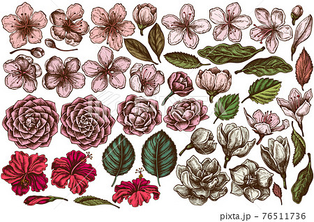 Vector Set Of Hand Drawn Colored Hibiscus Plum のイラスト素材 76511736 Pixta