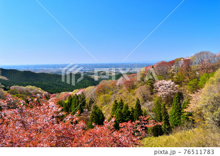 御亭山から観た満開の山桜 76511783