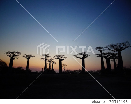 バオバブ街道の夕日(マダガスカル・モロンダバ) バオバブ街道の夕日(マダガスカル・モロンダバ) 76512193