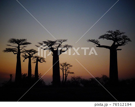 バオバブ街道の夕日（マダガスカル・モロンダバ） 76512194