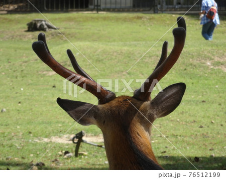 立派な角を持つ雄鹿の後ろ姿（奈良公園）の写真素材 [76512199] - PIXTA