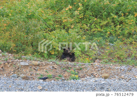 北海道知床半島のヒグマ 北海道知床半島のヒグマ 76512479