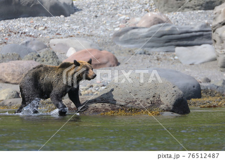 北海道知床半島のヒグマ北海道知床半島のヒグマ 北海道知床半島のヒグマ北海道知床半島のヒグマ 76512487