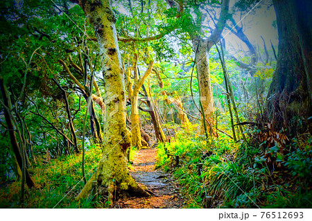 無人島の草木生い茂る一本道 76512693