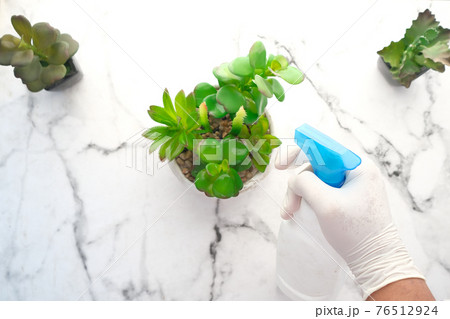 hand holding spray bottle watering plan on table with copy space  76512924