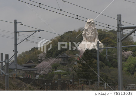 大船観音と桜　 76513038