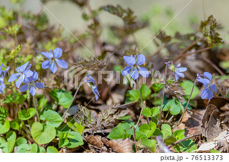タチツボスミレ 76513373