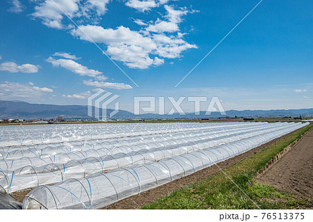 松本市　波多のスイカ畑の春　 76513375