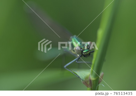 4月7日カワトンボ確認 鎌倉中央公園 4月7日カワトンボ確認 鎌倉中央公園 76513435