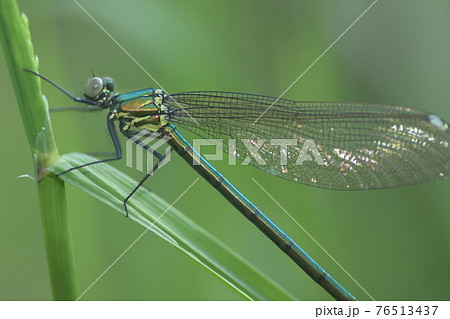 4月7日カワトンボ確認　鎌倉中央公園　 76513437