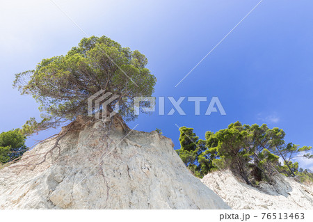 Lonely tree on a cliff against the beautiful blue sky 76513463