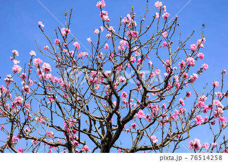 大阪城桃園の桃の花30 大阪城桃園の桃の花30 76514258